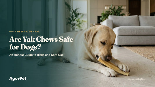 An adult Labrador lying on a tiled floor gnawing a long yak cheese chew held between its paws