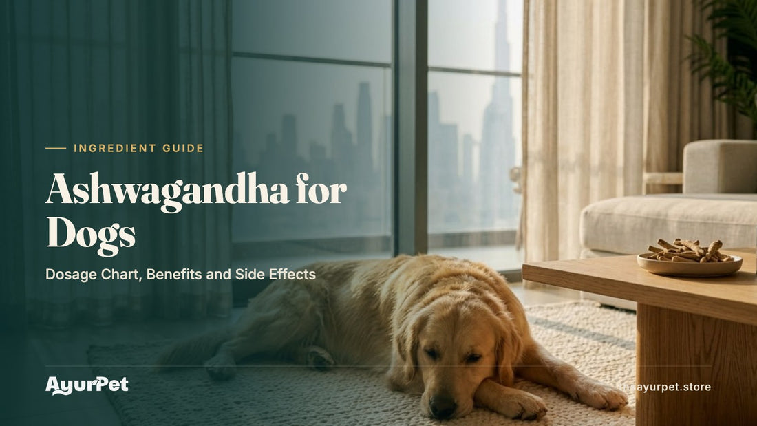 A relaxed Golden Retriever resting on a rug in a bright modern apartment beside a dish of dried ashwagandha roots