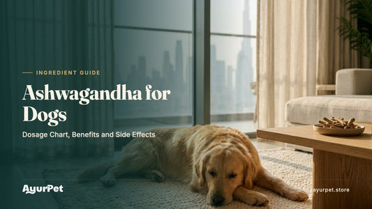 A relaxed Golden Retriever resting on a rug in a bright modern apartment beside a dish of dried ashwagandha roots