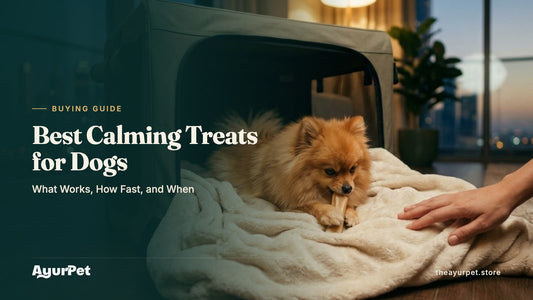 Calm Pomeranian lying in an open crate at dusk, chewing a yak cheese chew while its owner rests a hand nearby