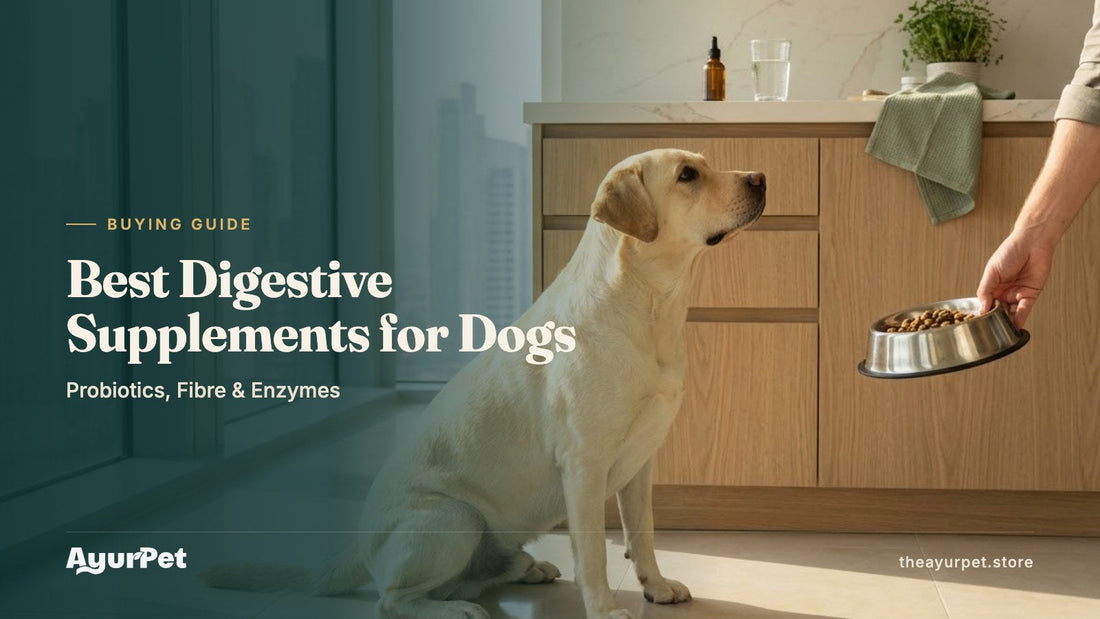 A Labrador Retriever sitting in a bright Dubai kitchen as its owner sets down a food bowl, with a small dropper bottle on the counter