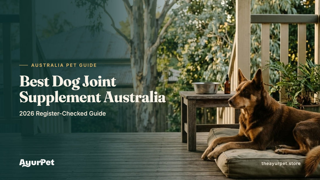 A red Kelpie resting on a dog bed on the timber deck of an Australian Queenslander home, beside a small amber dropper bottle
