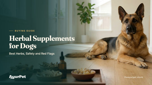 A calm German Shepherd lying in a bright living room behind a tray of dried turmeric, ashwagandha and boswellia and an amber dropper bottle