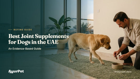 Labrador walking on a non-slip runner over a marble floor towards its owner, who is adding joint supplement drops to a food bowl in a Dubai apartment