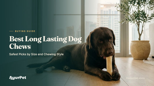 Labrador lying on a wooden floor holding a yak cheese chew between its paws and gnawing it