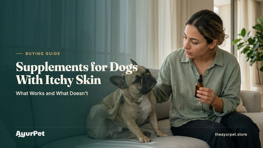 A French Bulldog scratching its ear on a sofa while its owner sits beside it holding a small supplement bottle