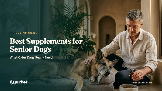 Senior German Shepherd resting on an orthopaedic bed while its owner adds supplement drops to a food bowl