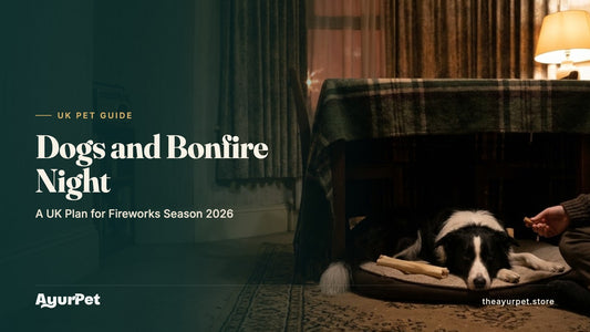 A Border Collie resting calmly in a blanket-covered den under a table in a UK terraced house while its owner sits nearby with a treat on a fireworks night