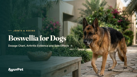 A mature German Shepherd walking comfortably through a villa garden with a bowl of boswellia resin on a table in the foreground