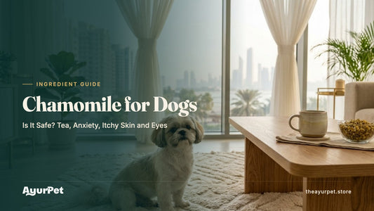 A calm Shih Tzu sitting on a rug next to a coffee table with a mug of chamomile tea and dried chamomile flowers