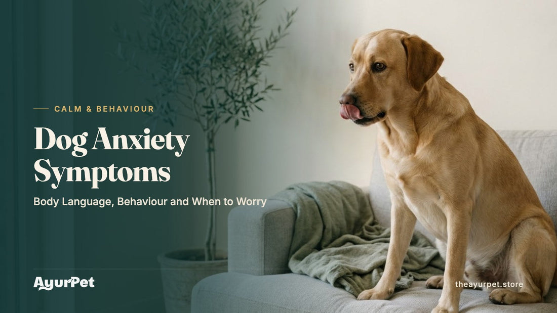 A Labrador sitting on a sofa licking its lips with ears slightly back, a subtle sign of stress