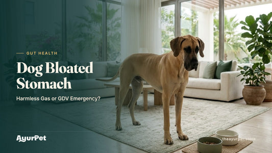 A healthy Great Dane standing beside two small food bowls on the floor of a bright living room