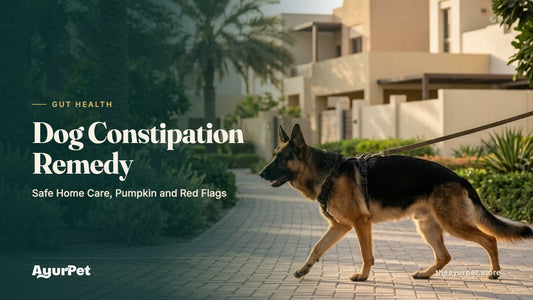 A healthy German Shepherd on a relaxed walk along a palm-lined path