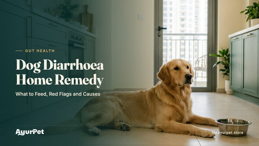 A calm Golden Retriever resting beside a water bowl in a bright kitchen, with a bowl of chicken and rice on the counter