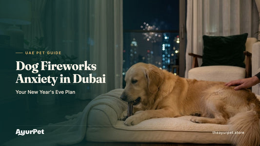 A calm Golden Retriever chewing on a soft bed in a cosy den corner of a Dubai apartment, with curtains drawn against distant New Year's Eve fireworks.