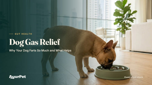 A French Bulldog eating from a slow-feeder bowl in a bright modern apartment