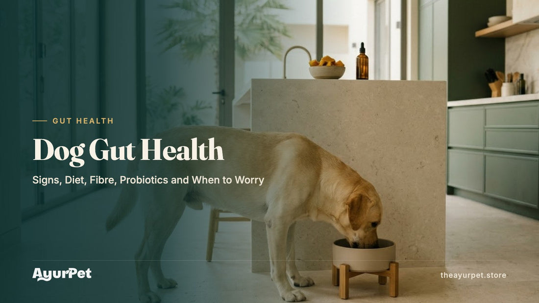 A healthy Labrador eating calmly from a bowl in a bright modern kitchen