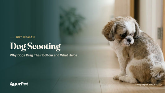 A small Shih Tzu sitting on a wooden floor looking back towards its tail