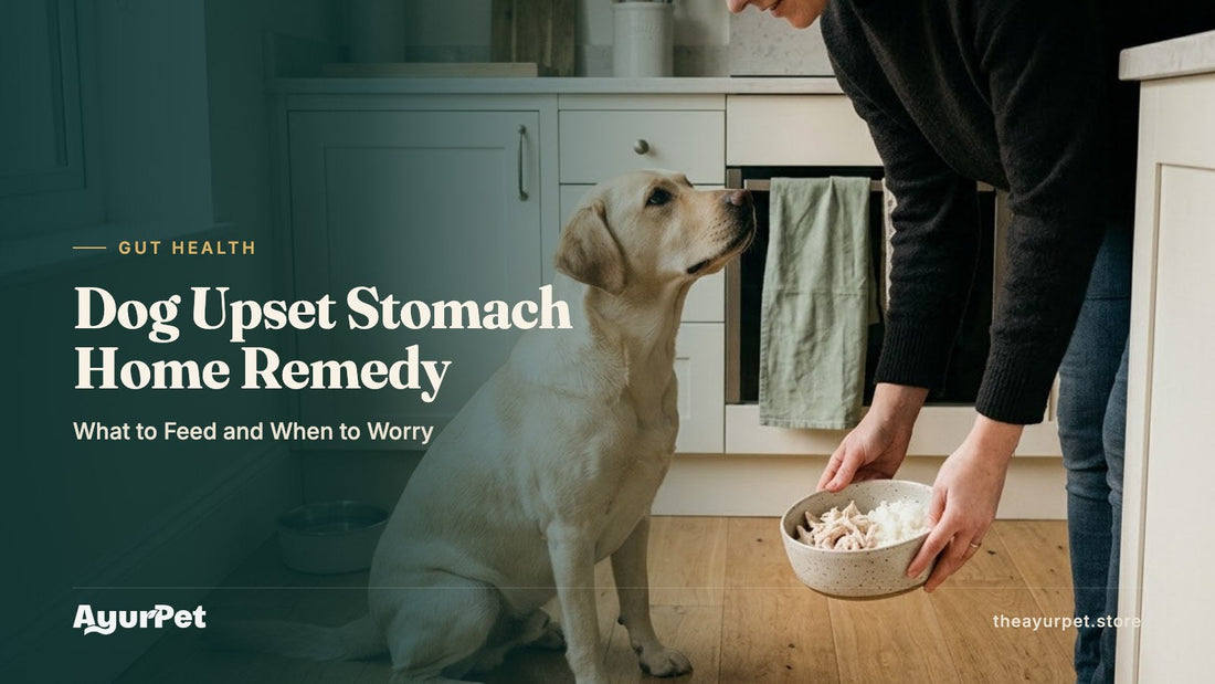 A Labrador looking up as its owner lowers a small bowl of boiled chicken and rice in a bright kitchen, with a water bowl nearby.