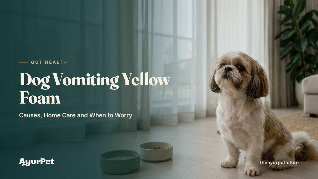 A healthy Shih Tzu sitting beside its food and water bowls in a calm apartment in the early morning
