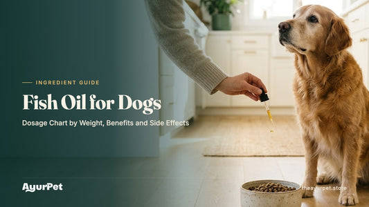 A senior Golden Retriever watching as drops of fish oil are added to its food bowl in a bright kitchen