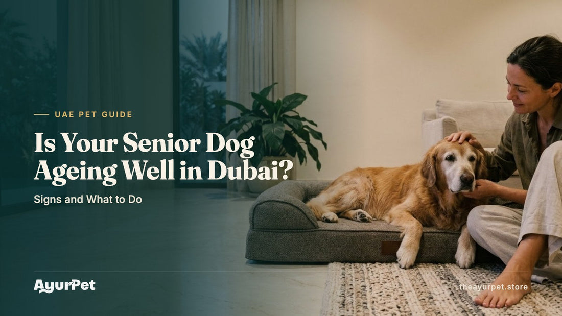 Senior Golden Retriever with a grey muzzle resting on an orthopaedic bed on a rug over a marble floor, with its owner beside it in a Dubai home