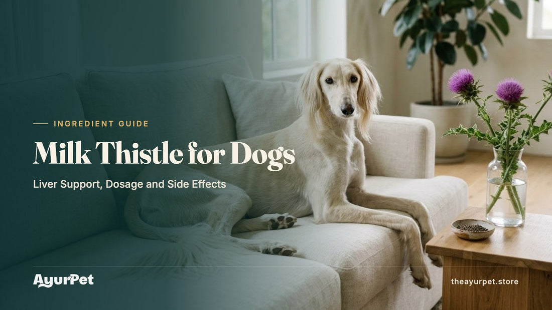 A Saluki resting on a sofa in a calm modern living room beside a vase of purple milk thistle flowers and a dish of seeds