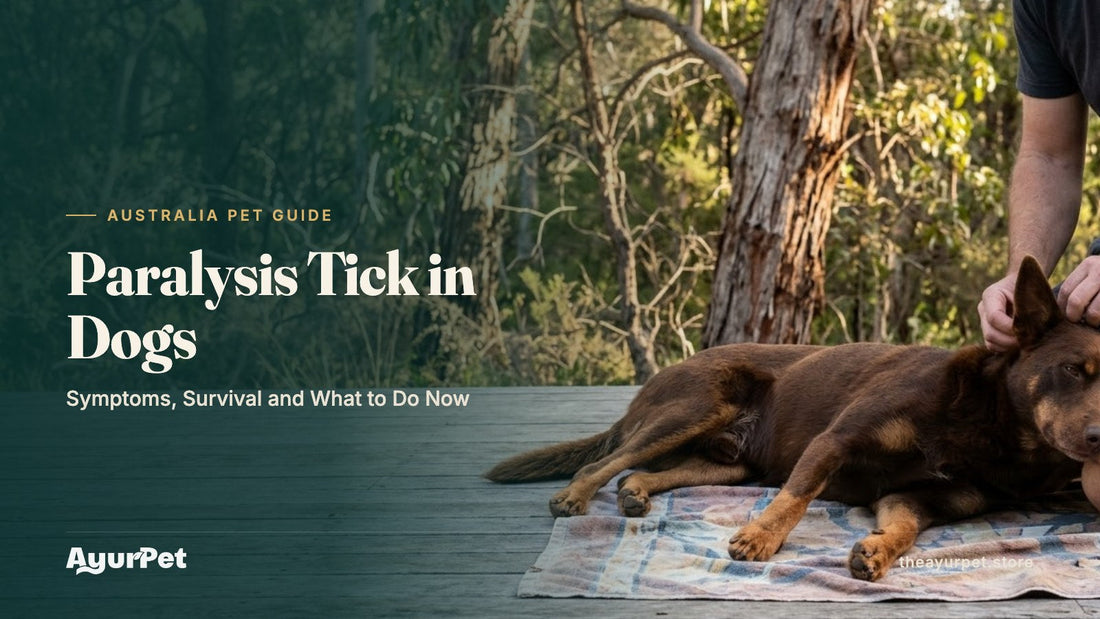 An owner checking behind a Kelpie's ear for paralysis ticks on a timber deck beside eucalyptus bushland on the Australian east coast