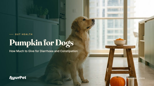A Golden Retriever looking at a small bowl of plain pumpkin puree in a bright kitchen