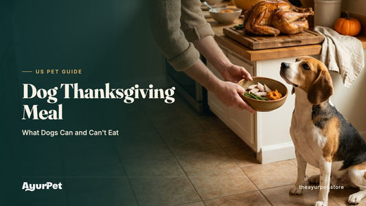 A Beagle sitting politely in a US home kitchen on Thanksgiving as its owner lowers a small bowl of plain turkey, green beans and sweet potato
