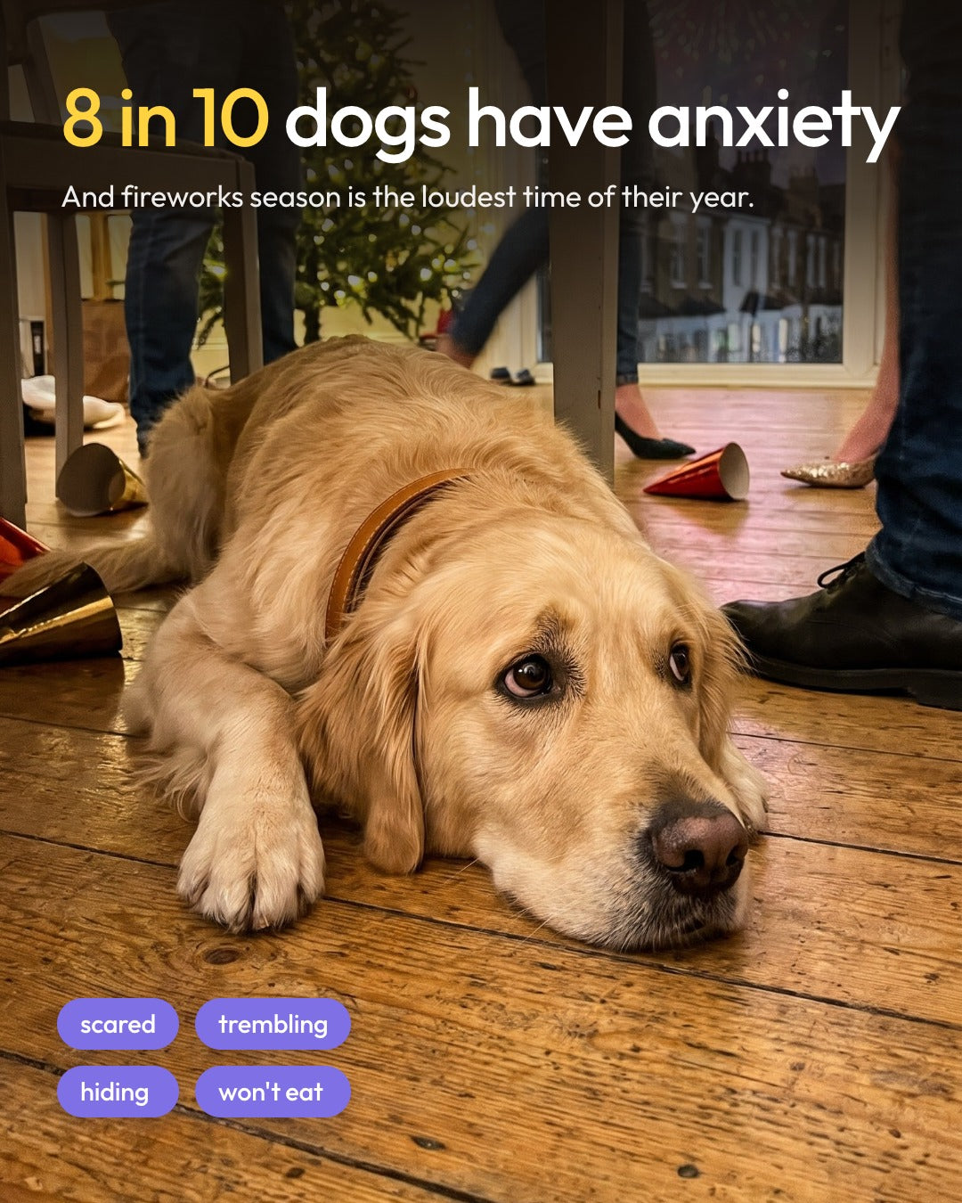 Golden retriever hiding under the table at a New Year party: 8 in 10 dogs have anxiety