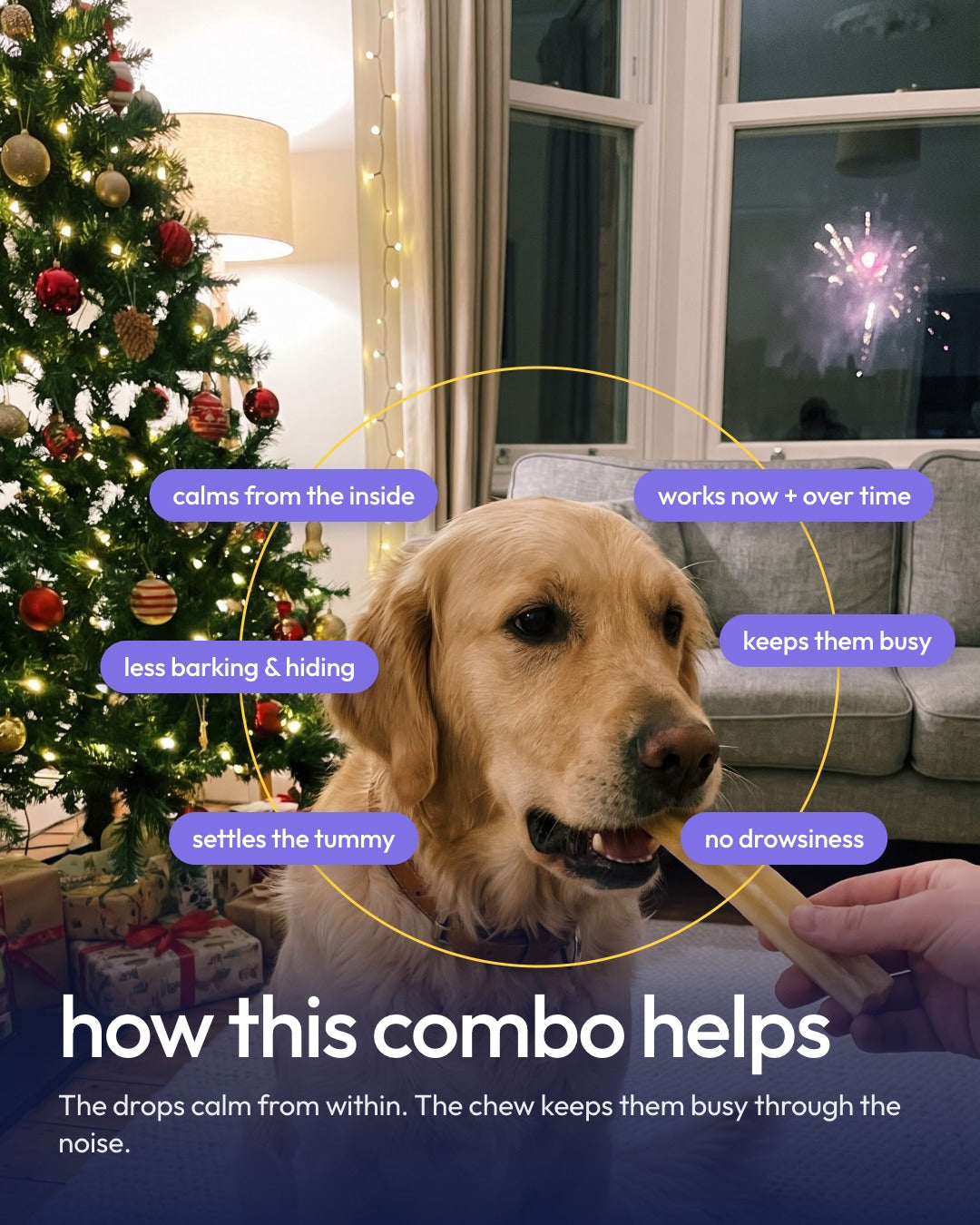 Golden retriever taking an Ashwagandha yak chew by the Christmas tree: how the Holiday Calm Duo helps