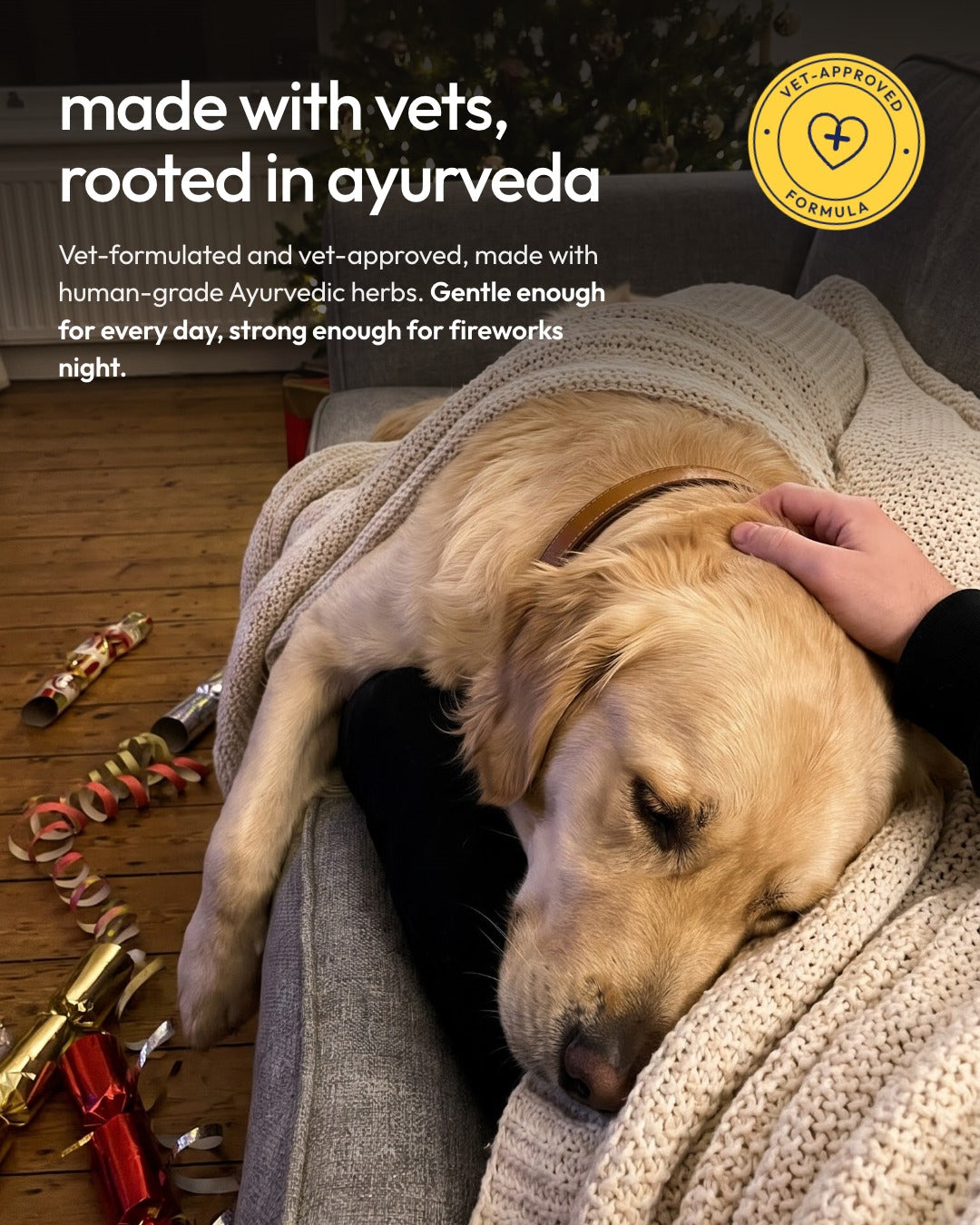 Golden retriever asleep on a lap after the fireworks: made with vets, rooted in Ayurveda