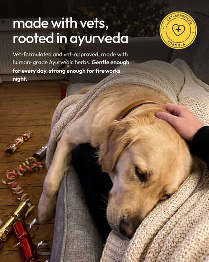 Golden retriever asleep on a lap after the fireworks: made with vets, rooted in Ayurveda