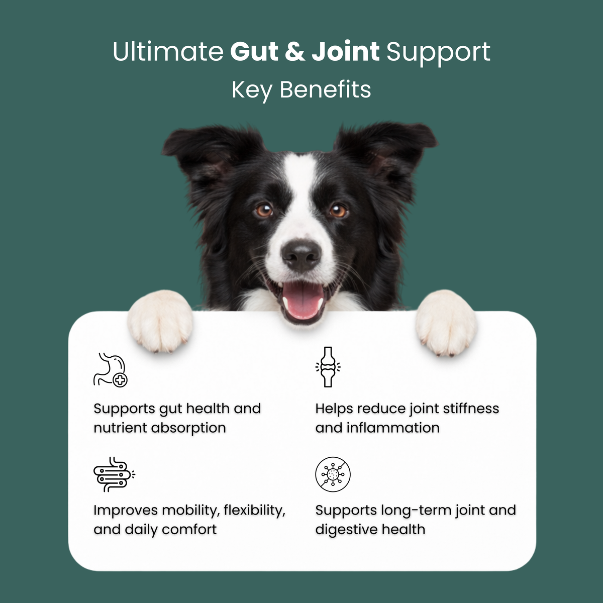 Key benefits of gut and joint support for Dogs