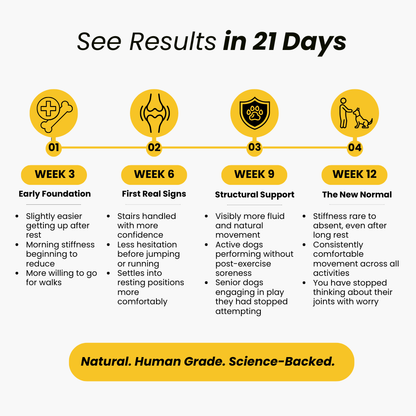 Hip-O-Joint | Joint and Mobility Support | Glucosamine + All Natural Ayurvedic Superherbs