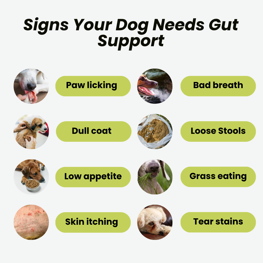 GoodGut+ | Digestive Enzyme Drops for Dog | Advanced Ayurveda + Science Backed Formulation