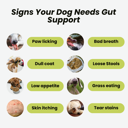GoodGut+ | Digestive Enzyme Drops for Dog | Advanced Ayurveda + Science Backed Formulation