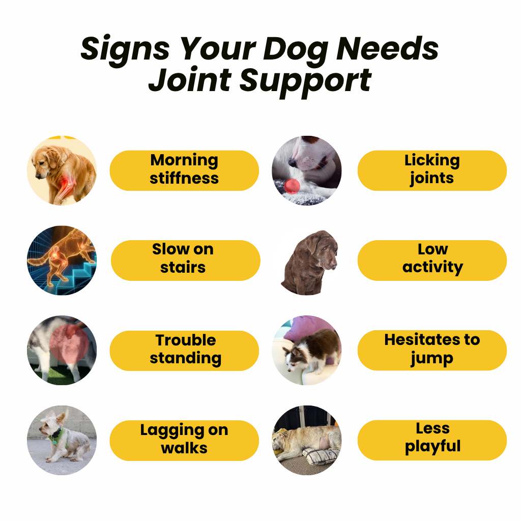 Hip-O-Joint | Joint and Mobility Support | Glucosamine + All Natural Ayurvedic Superherbs