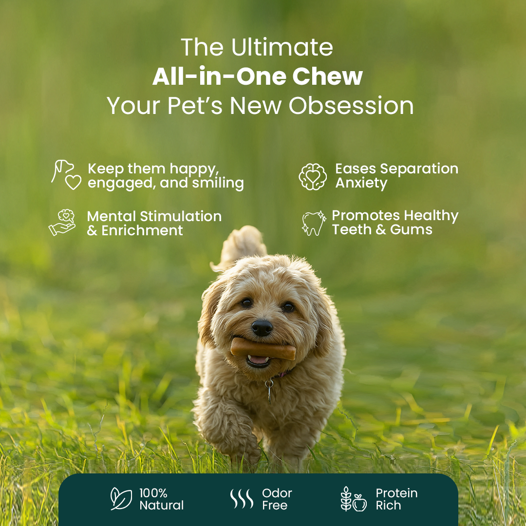 Original Himalayan Yak Cheese Chews | 6-Hour Long Lasting Dental Chew