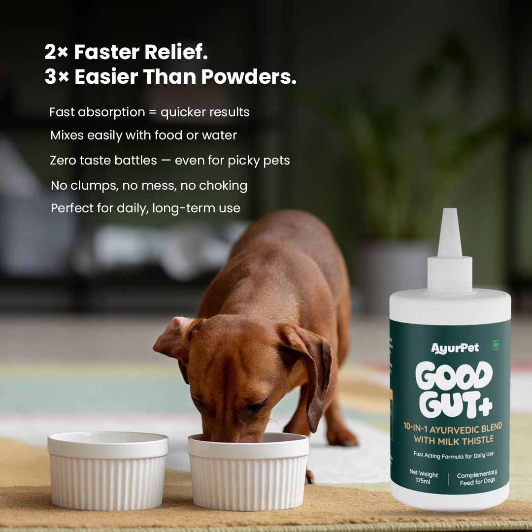 GoodGut+ | Digestive Enzyme Drops for Dog | Advanced Ayurveda + Science Backed Formulation
