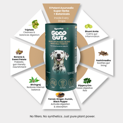 GoodGut+ | Digestive Enzyme Drops for Dog | Advanced Ayurveda + Science Backed Formulation