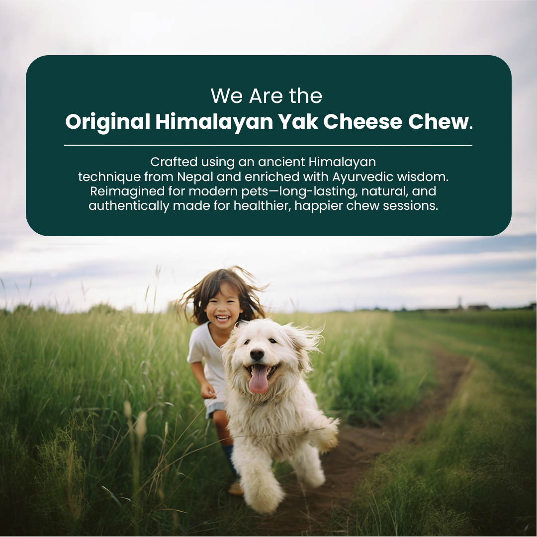 Original Himalayan Yak Cheese Chews | 6-Hour Long Lasting Dental Chew