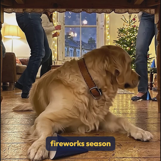 Holiday Calm Duo video: a golden retriever hides from New Year fireworks; CoolCalm+ drops two weeks before and an Ashwagandha yak chew on the night keep him calm, not sedated